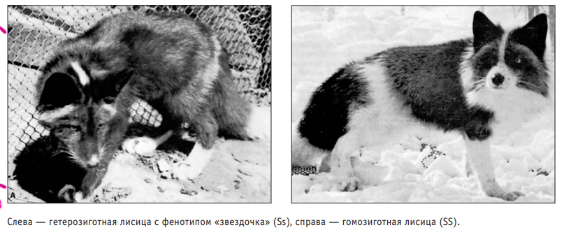 Foxes at the research facility