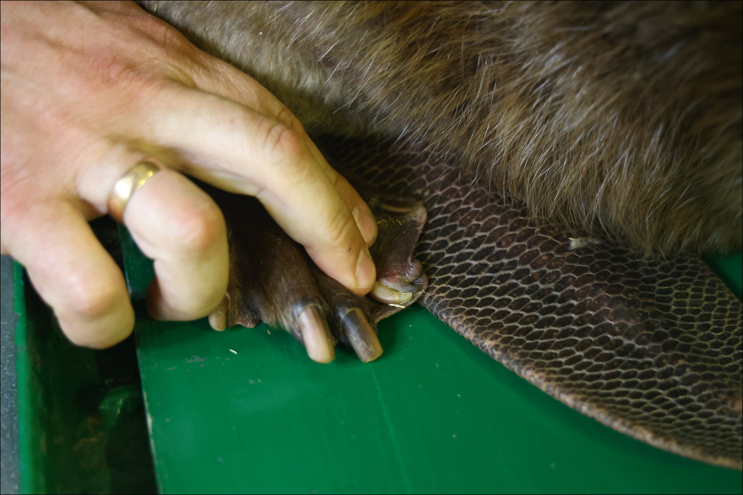 Diagram from research paper on beaver population ecology