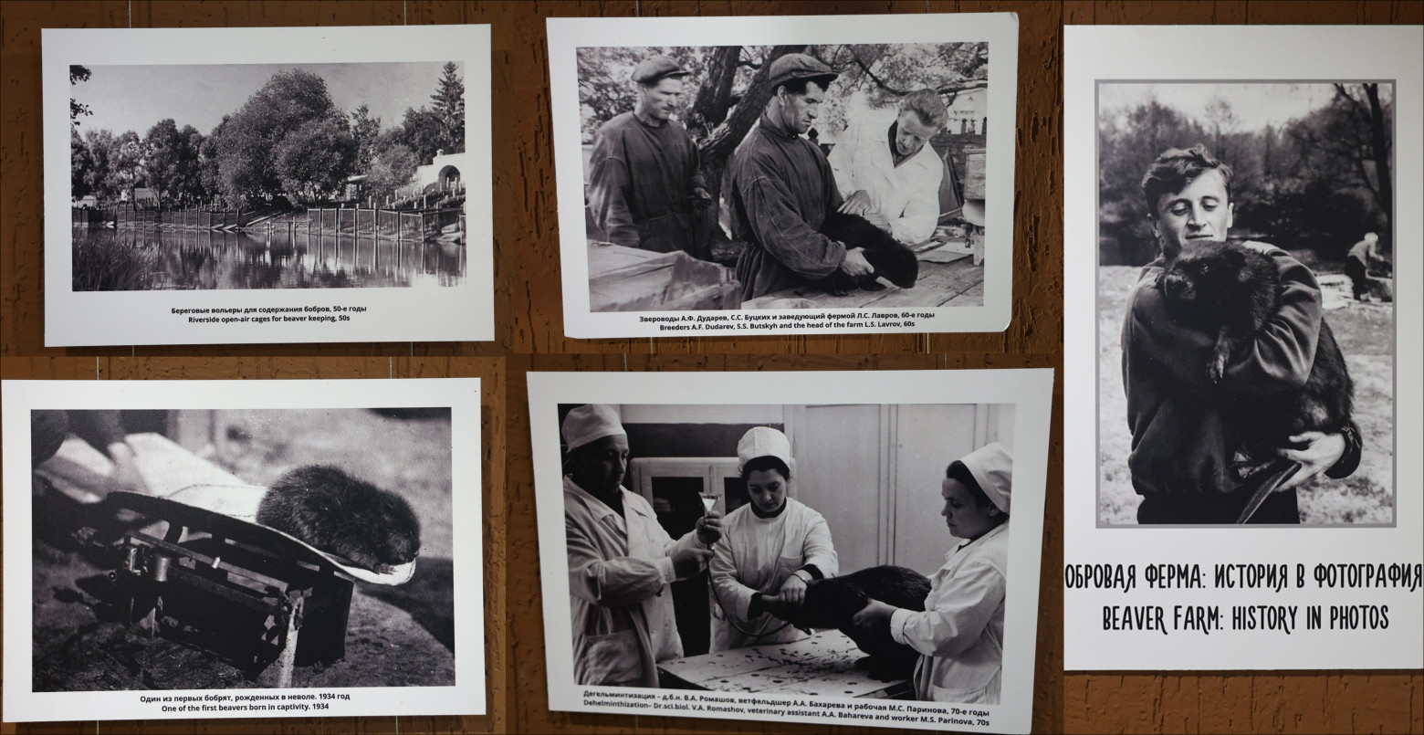 Two beavers sleeping near a dividing grate