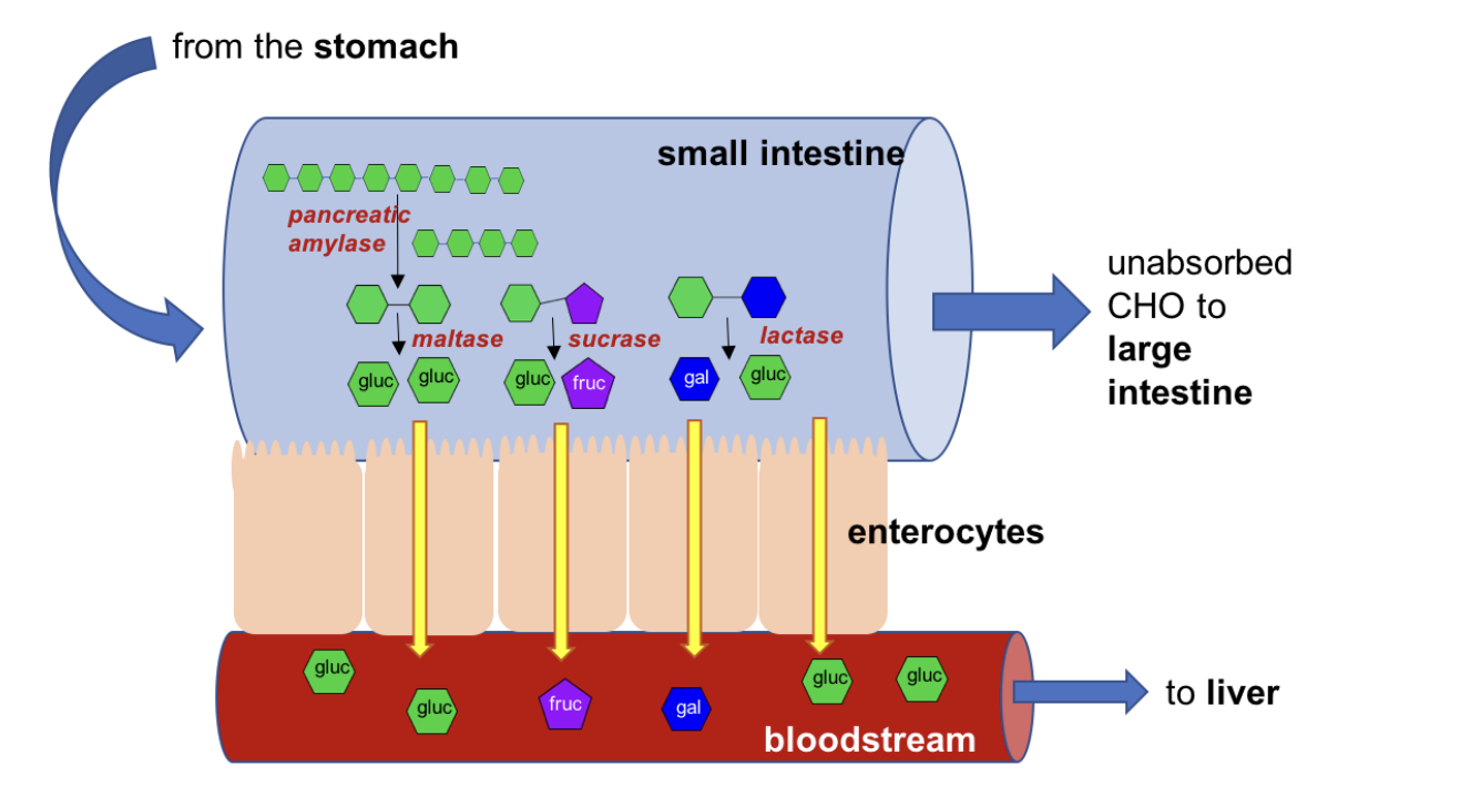 Liver sugar processing