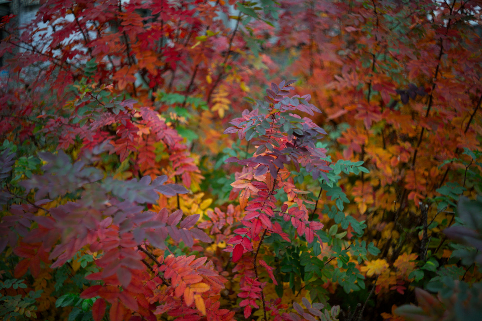 Jupiter-37A portrait