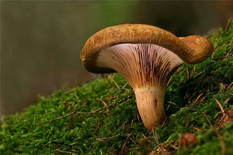 Paxillus classification history