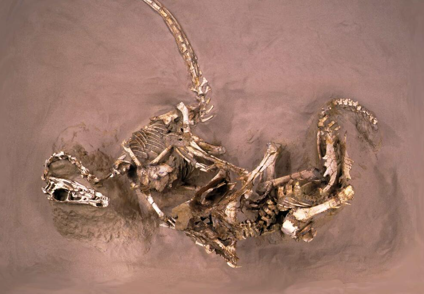 Feathered velociraptor