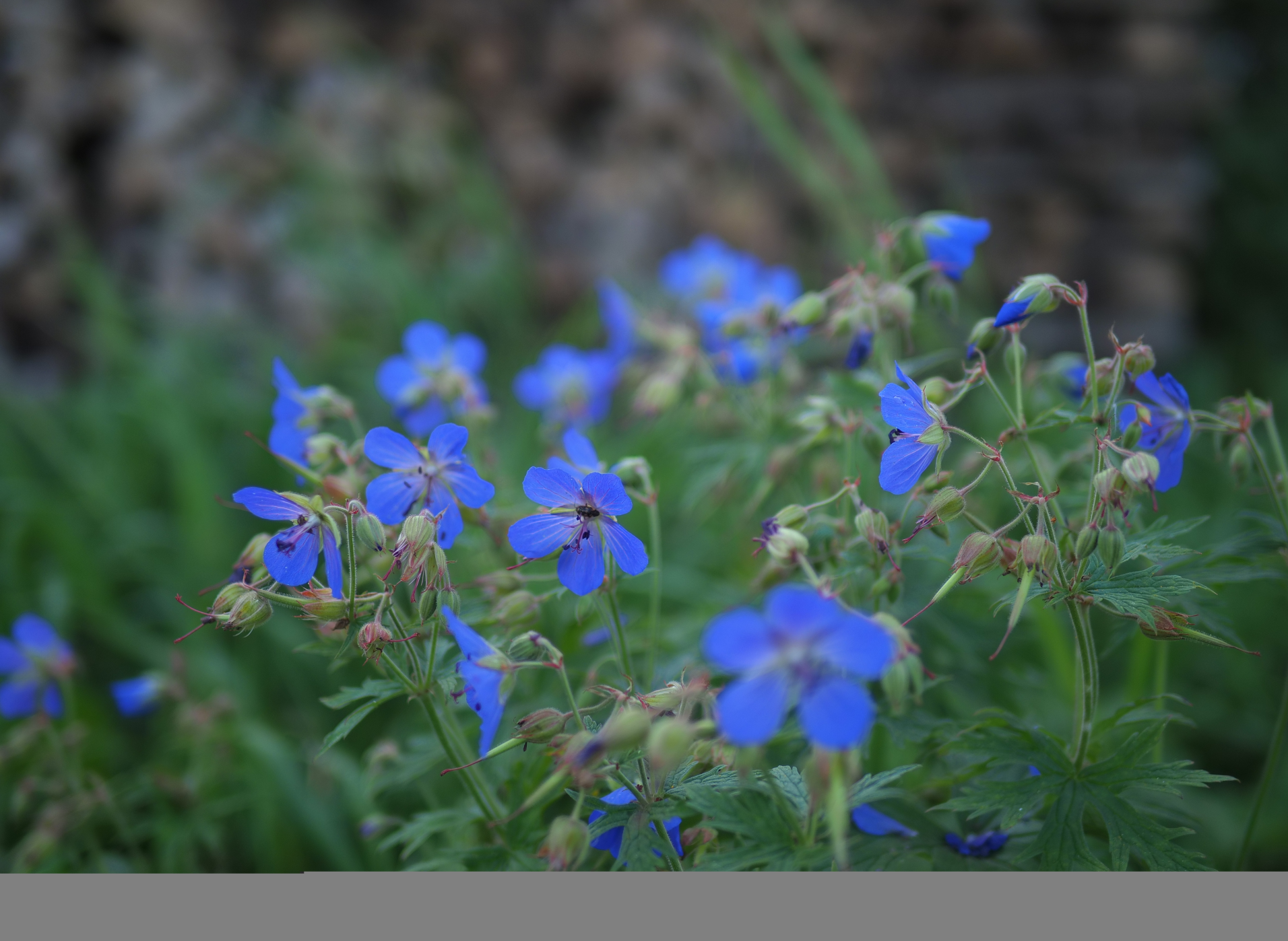 Corrupted photo from flash card failure