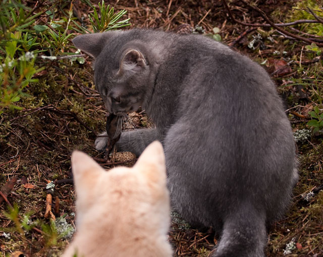 Generator and battery setup