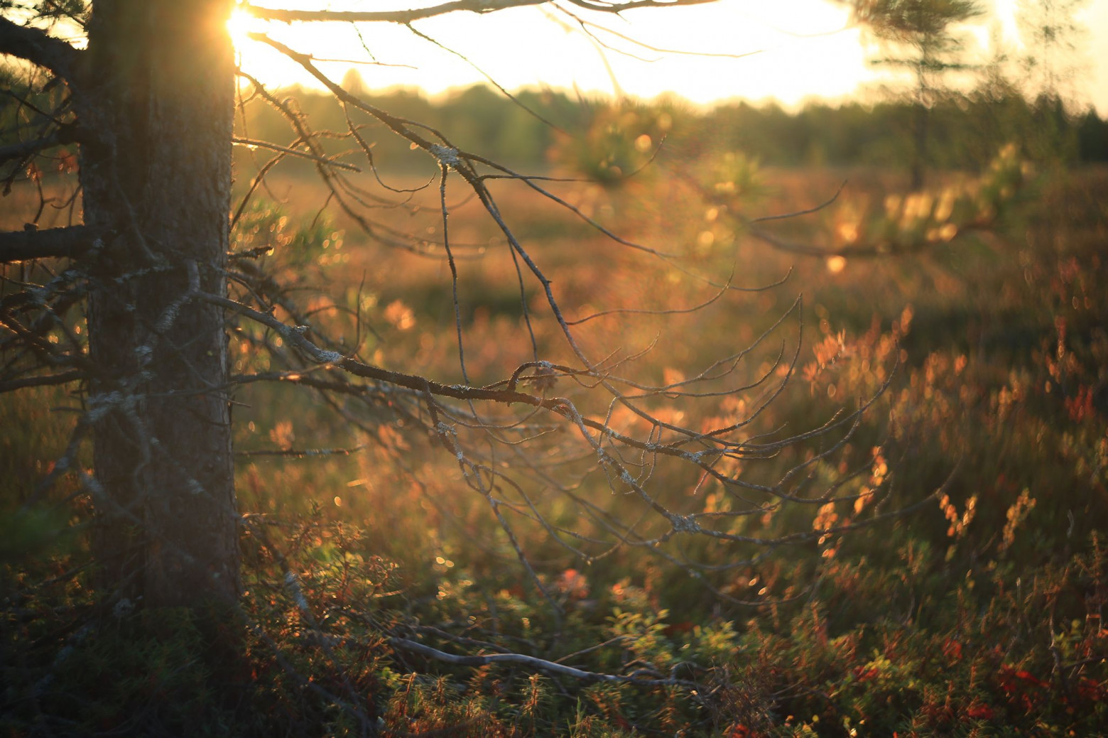 Industar-61 landscape