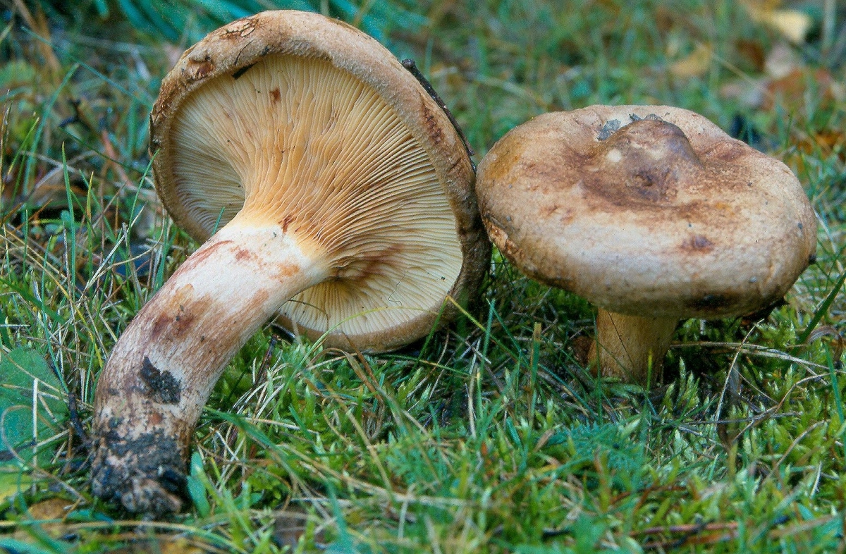 Paxillus involutus mushroom