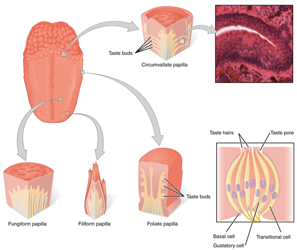 Types of tongue papillae