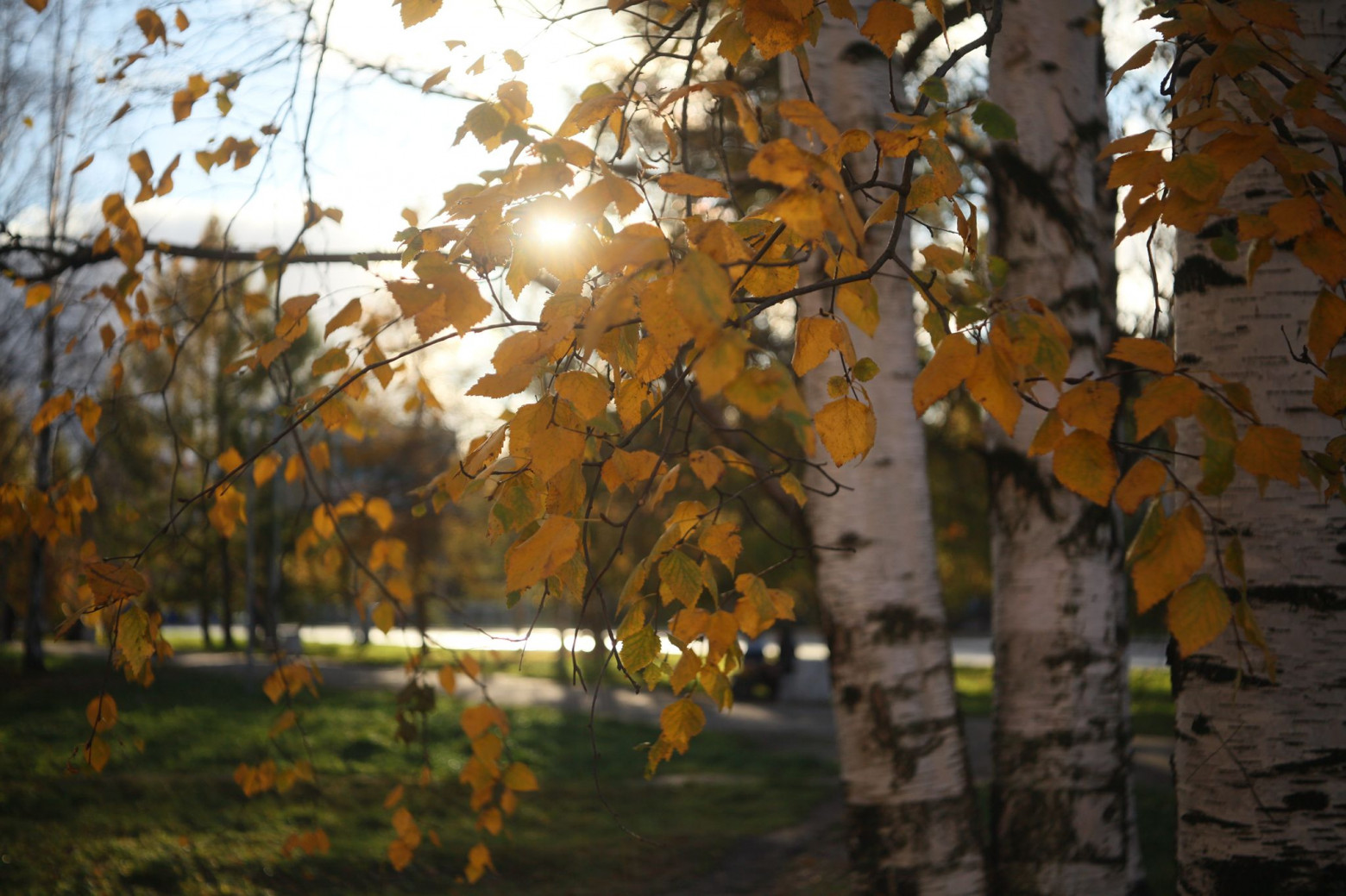 Industar-50-2 sample