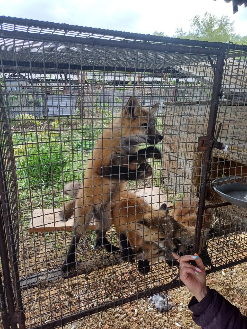 Domesticated fox as pet