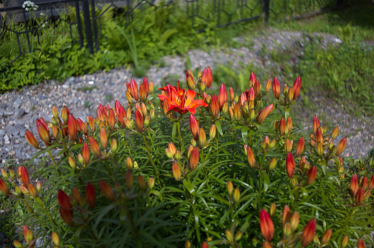 Helios-44 swirly bokeh example