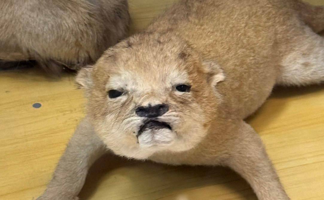 Illustration for How Not to Go Insane at a Smart Job: A Mental Health Guide for IT Professionals