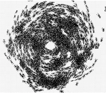 Ant death spiral
