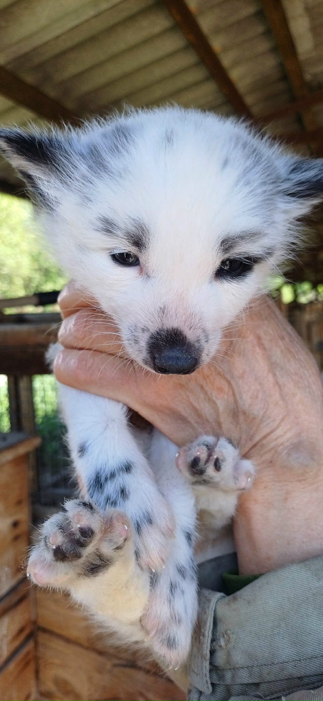 Modern domesticated fox