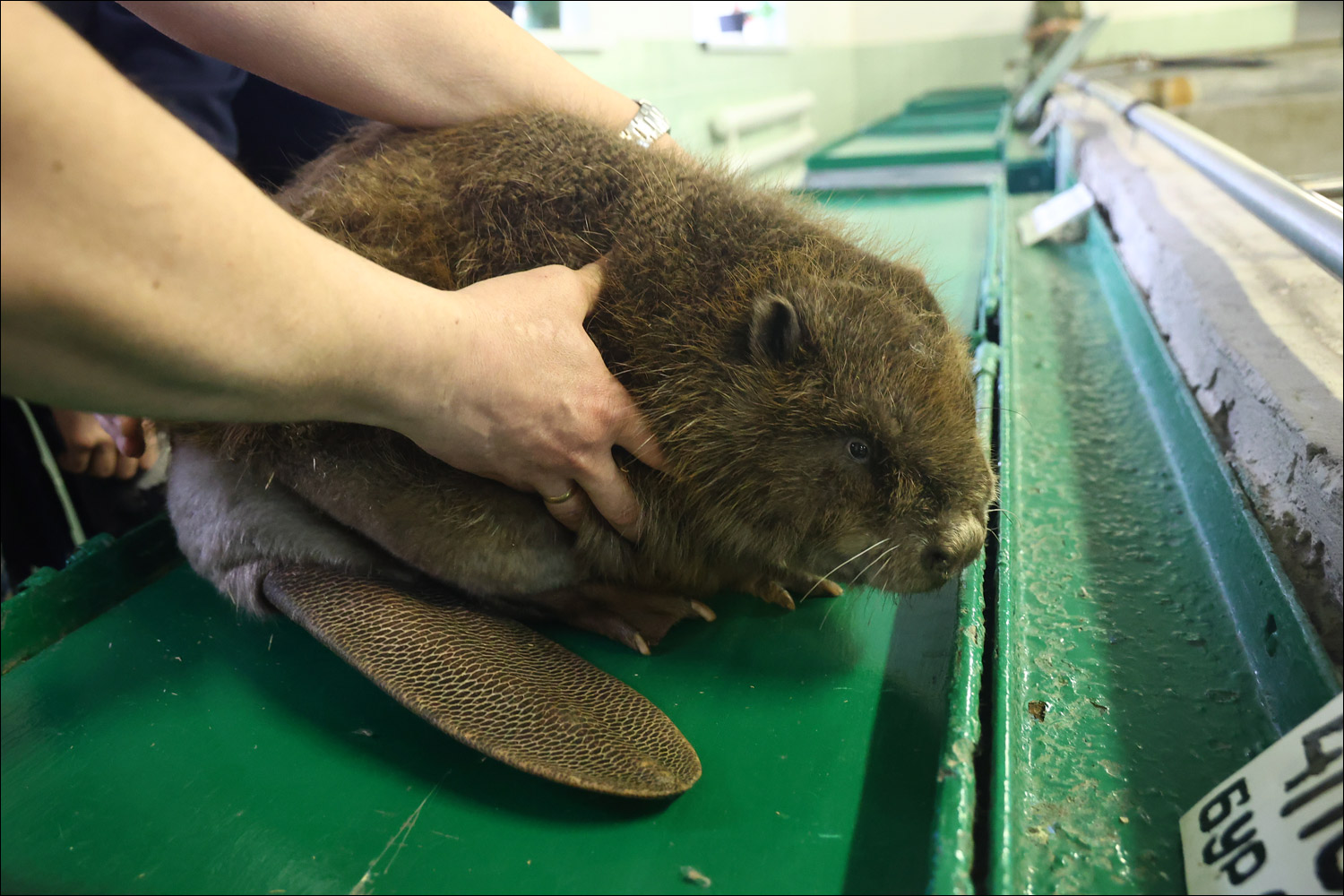 Aerial view of beaver lodge and dam on Chyornaya River