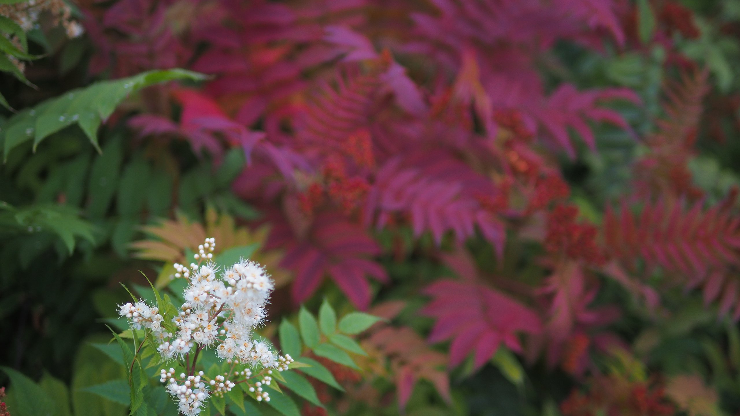 Rowan tree blooming and wilting at the same time