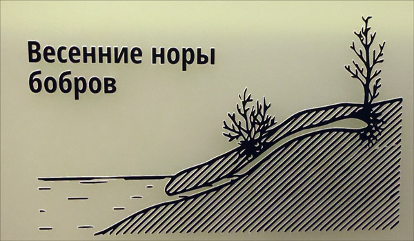 Beaver felling a tree upstream