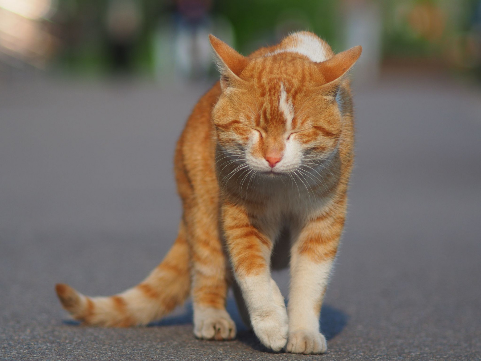 Helios-44 street photo