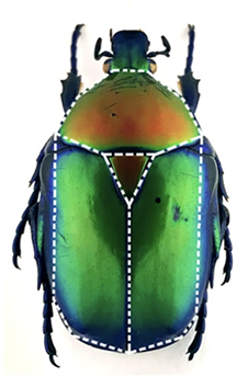 Beetle scutellum