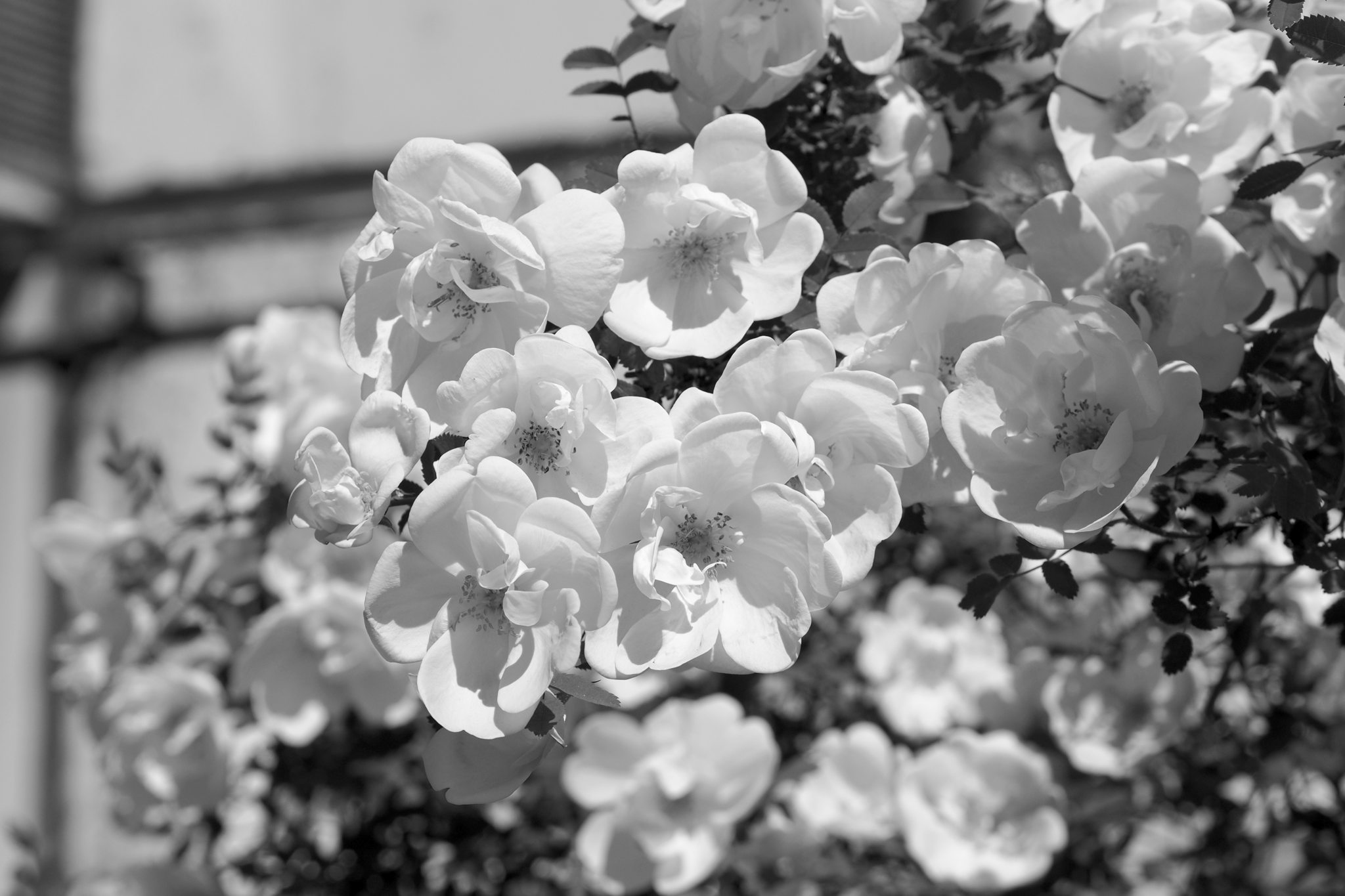 JPEG to B&W conversion example