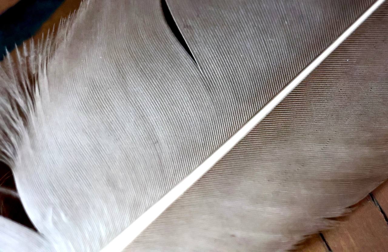 ATP synthase illustration