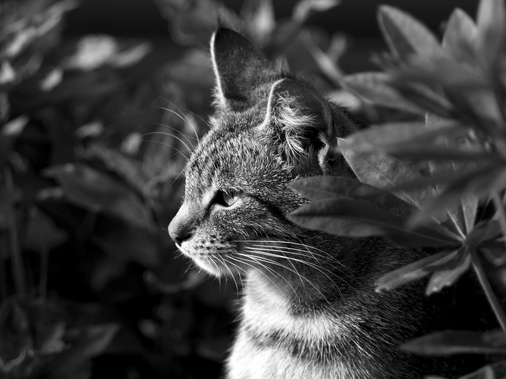 Without sfumato effect