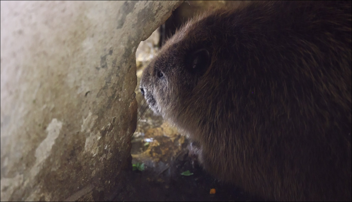 Beaver at Bazhov's Places