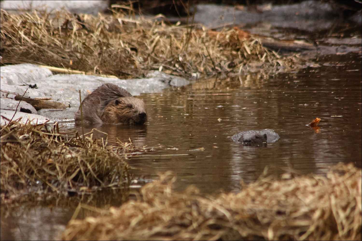 Satellite view showing old and new river channels
