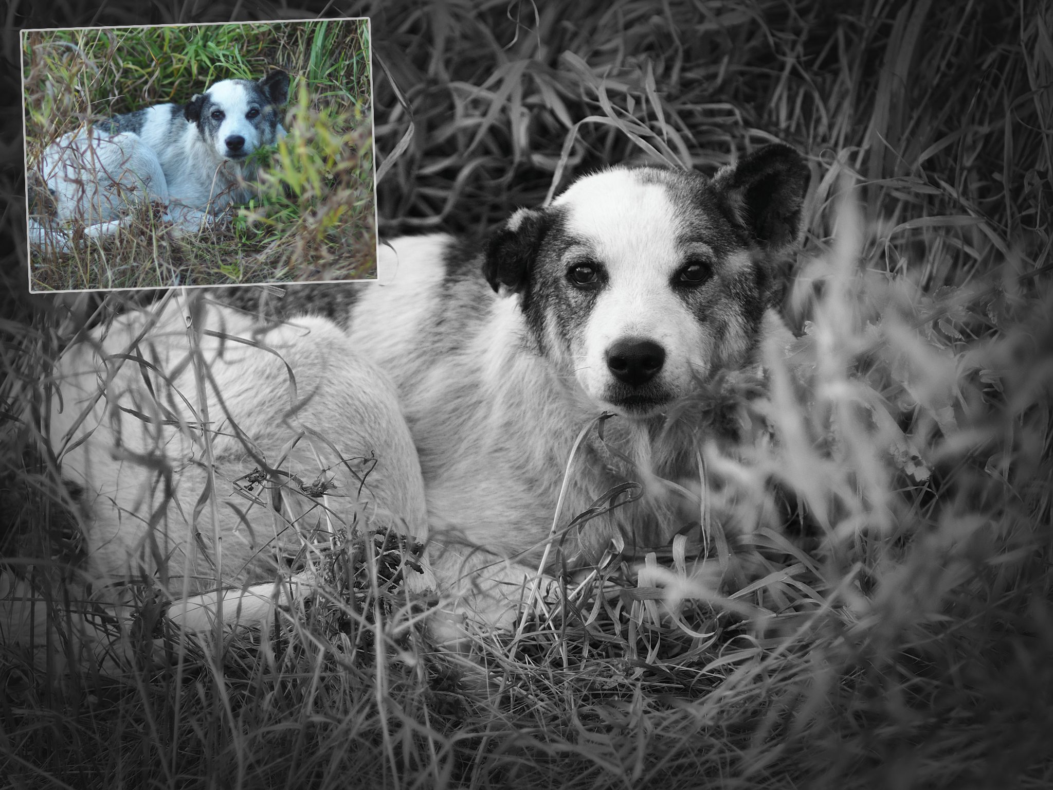 After monochrome transformation