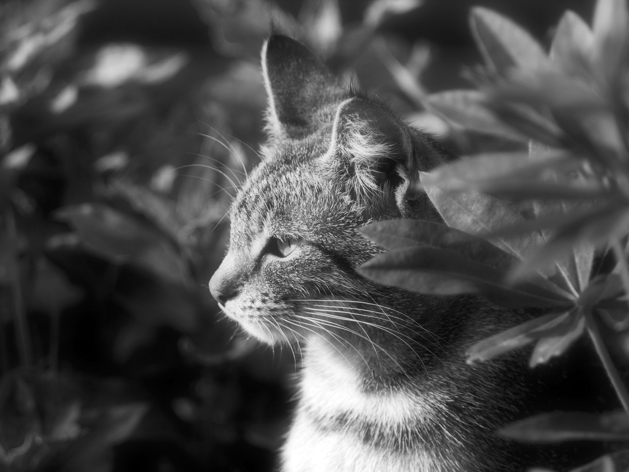 Sfumato effect applied