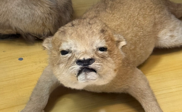 How Not to Go Insane at a Smart Job: A Mental Health Guide for IT Professionals