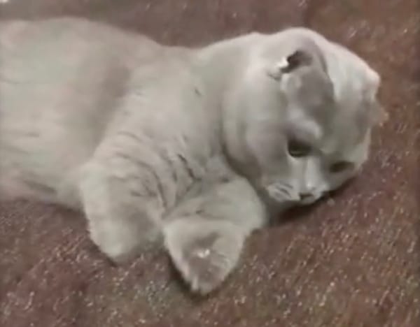 Putting a Cat Back on Its Feet: Titanium Prosthetics and Microarc Oxidation