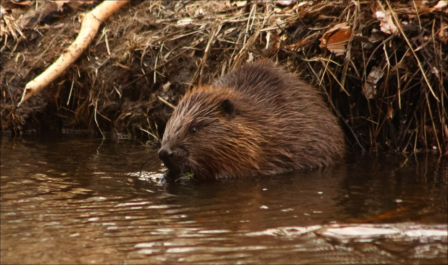 A beaver gnawing on a road sign